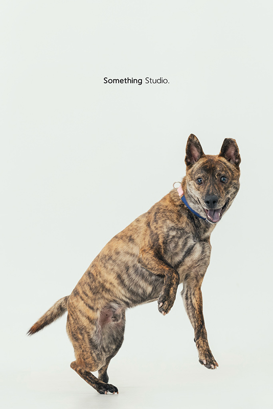 寵物攝影,米克斯,三牲,三牲工作室,somethingstudio,something,待領養,送養,中途攝影,狗,黑狗,黃狗,虎斑