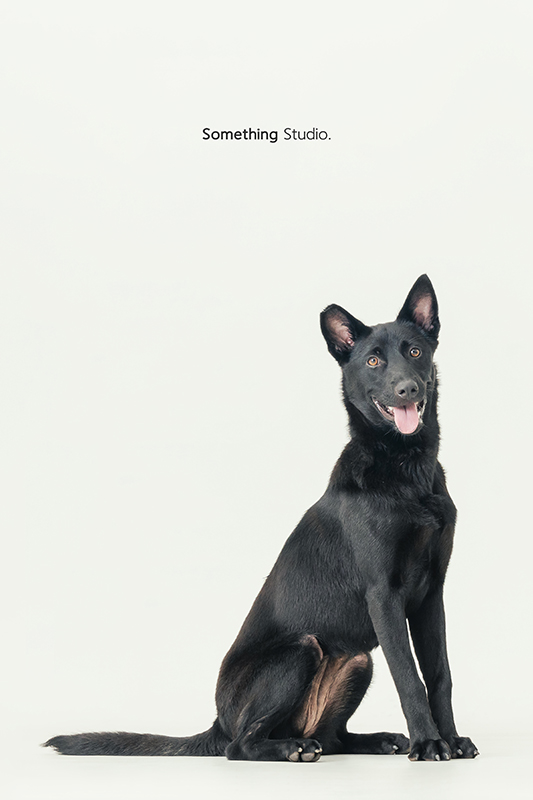 寵物攝影,米克斯,三牲,三牲工作室,somethingstudio,something,待領養,送養,中途攝影,黑狗