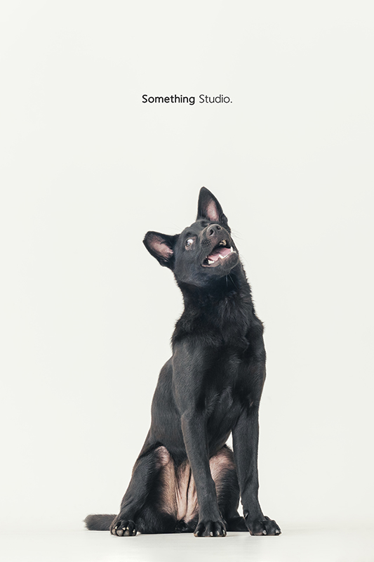 寵物攝影,米克斯,三牲,三牲工作室,somethingstudio,something,待領養,送養,中途攝影,黑狗