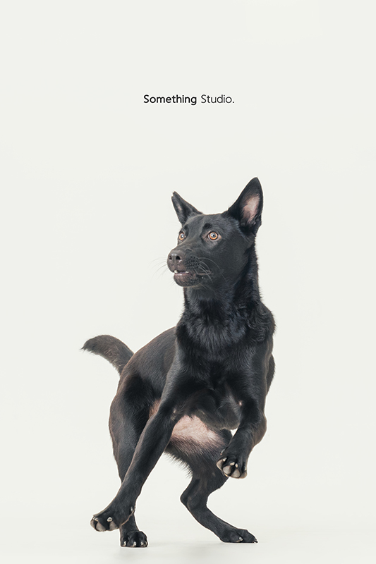 寵物攝影,米克斯,三牲,三牲工作室,somethingstudio,something,待領養,送養,中途攝影,黑狗
