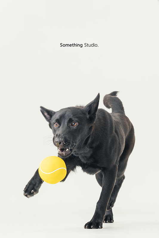 寵物攝影,米克斯,三牲,三牲工作室,somethingstudio,something,待領養,送養,中途攝影,黑狗