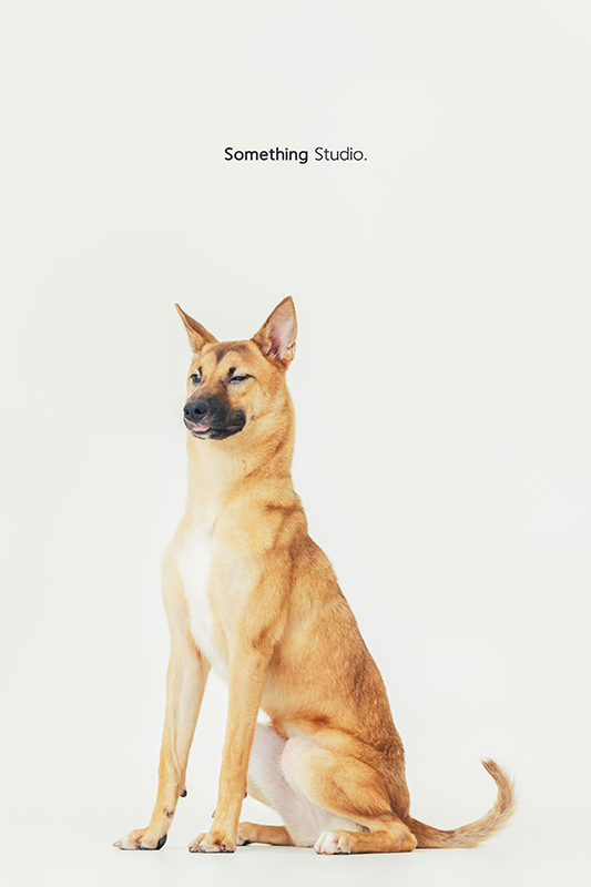 寵物攝影,米克斯,三牲,三牲工作室,somethingstudio,something,待領養,送養,中途攝影,黃狗