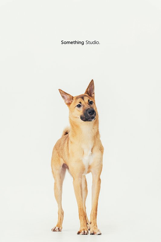 寵物攝影,米克斯,三牲,三牲工作室,somethingstudio,something,待領養,送養,中途攝影,黃狗