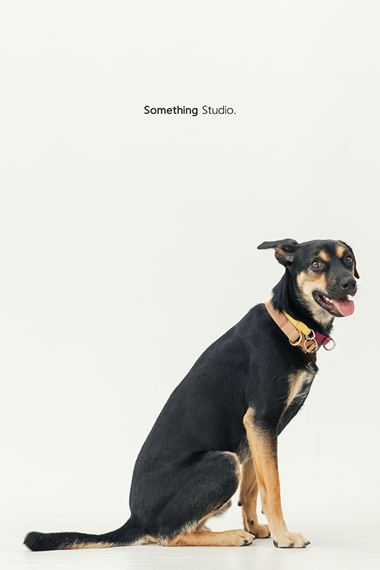 寵物攝影,米克斯,三牲,三牲工作室,somethingstudio,something,待領養,送養,中途攝影,黃狗,黑狗