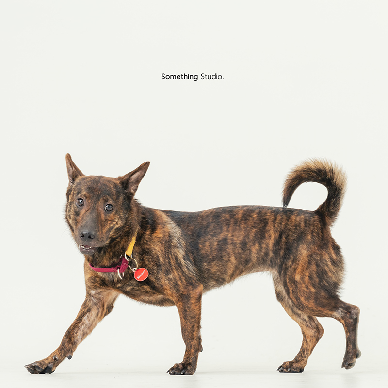 寵物攝影,米克斯,三牲,三牲工作室,somethingstudio,something,待領養,送養,中途攝影,虎斑,臘腸,短腿