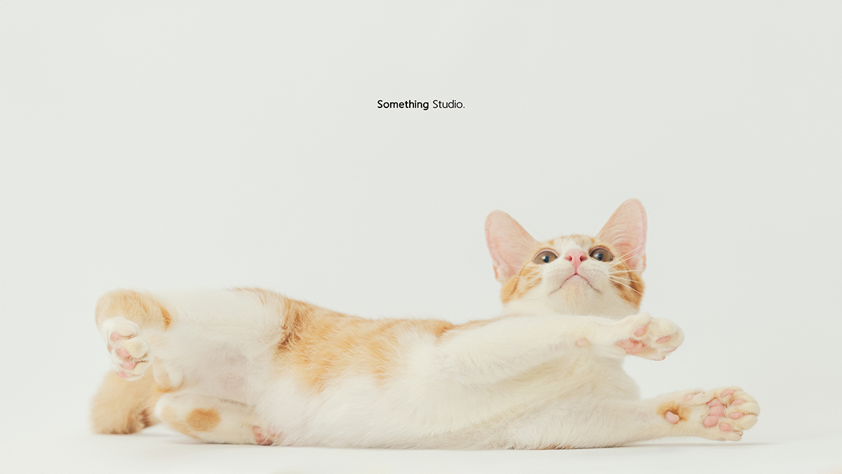 寵物攝影,米克斯,三牲,三牲工作室,somethingstudio,something,待領養,送養,中途攝影,貓,橘貓,賓士,虎斑