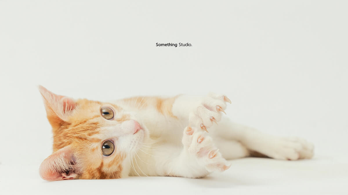 寵物攝影,米克斯,三牲,三牲工作室,somethingstudio,something,待領養,送養,中途攝影,貓,橘貓,賓士,虎斑
