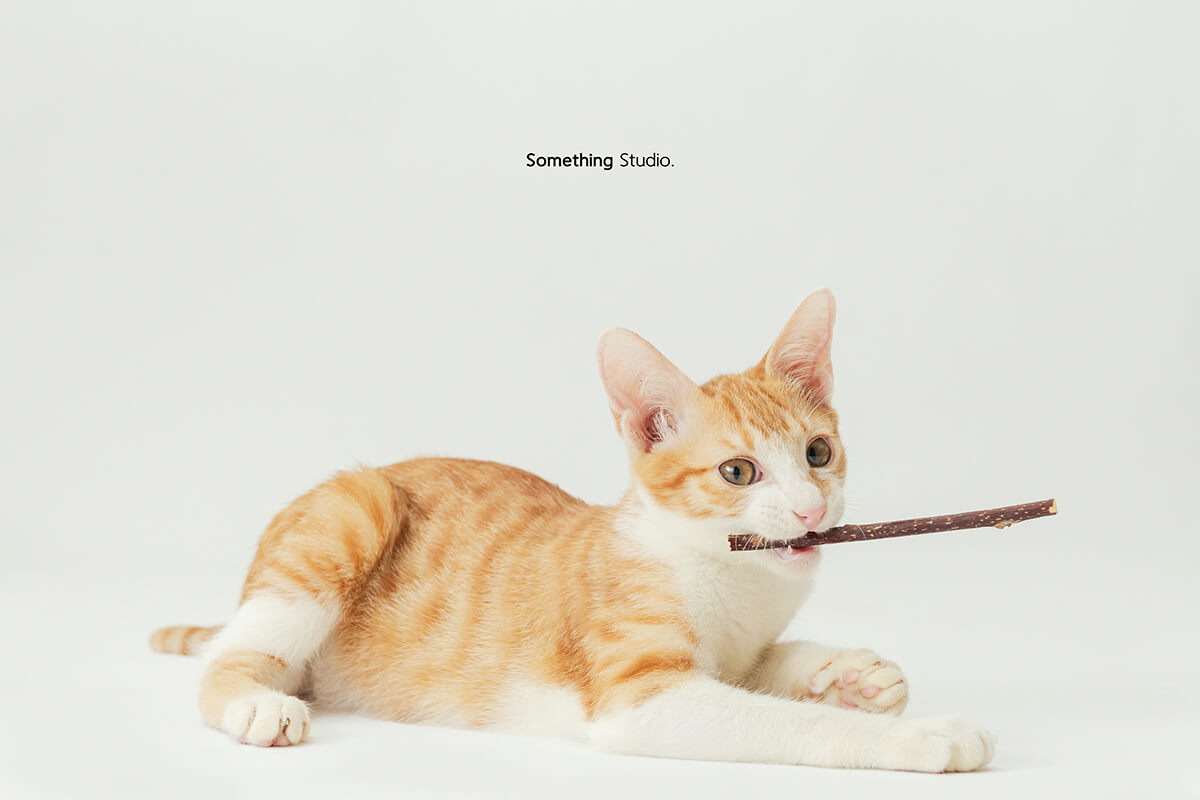寵物攝影,米克斯,三牲,三牲工作室,somethingstudio,something,待領養,送養,中途攝影,貓,橘貓,賓士,虎斑