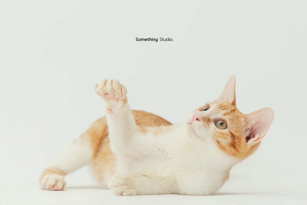 寵物攝影,米克斯,三牲,三牲工作室,somethingstudio,something,待領養,送養,中途攝影,貓,橘貓,賓士,虎斑