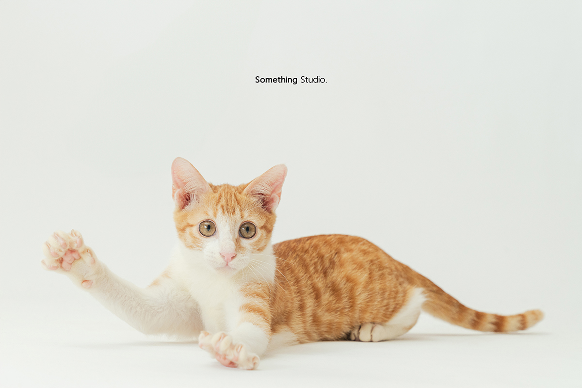 寵物攝影,米克斯,三牲,三牲工作室,somethingstudio,something,待領養,送養,中途攝影,貓,橘貓,賓士,虎斑