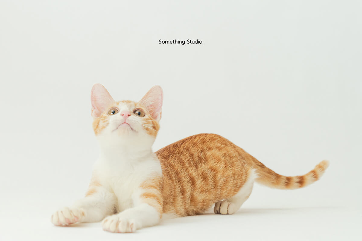 寵物攝影,米克斯,三牲,三牲工作室,somethingstudio,something,待領養,送養,中途攝影,貓,橘貓,賓士,虎斑
