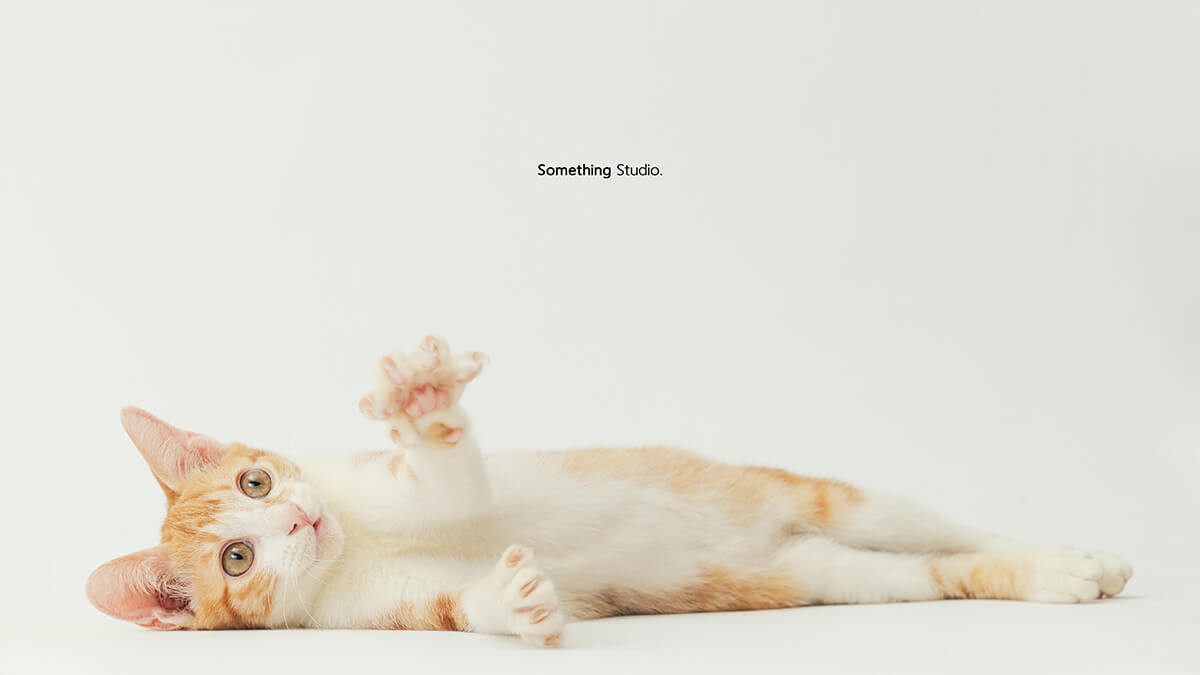 寵物攝影,米克斯,三牲,三牲工作室,somethingstudio,something,待領養,送養,中途攝影,貓,橘貓,賓士,虎斑