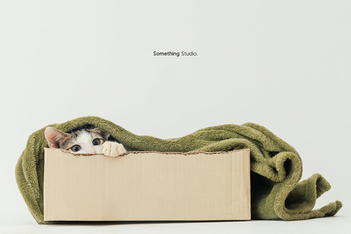 寵物攝影,米克斯,三牲,三牲工作室,somethingstudio,something,待領養,送養,中途攝影,貓,橘貓,賓士,虎斑
