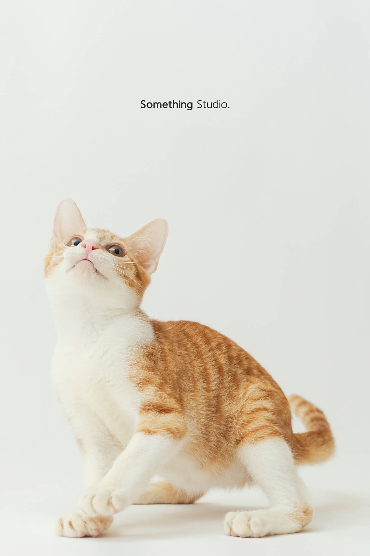 寵物攝影,米克斯,三牲,三牲工作室,somethingstudio,something,待領養,送養,中途攝影,貓,橘貓,賓士,虎斑