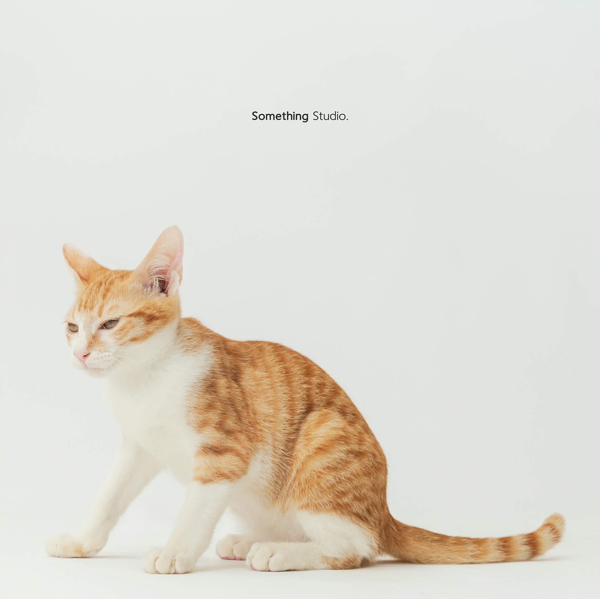 寵物攝影,米克斯,三牲,三牲工作室,somethingstudio,something,待領養,送養,中途攝影,貓,橘貓,賓士,虎斑