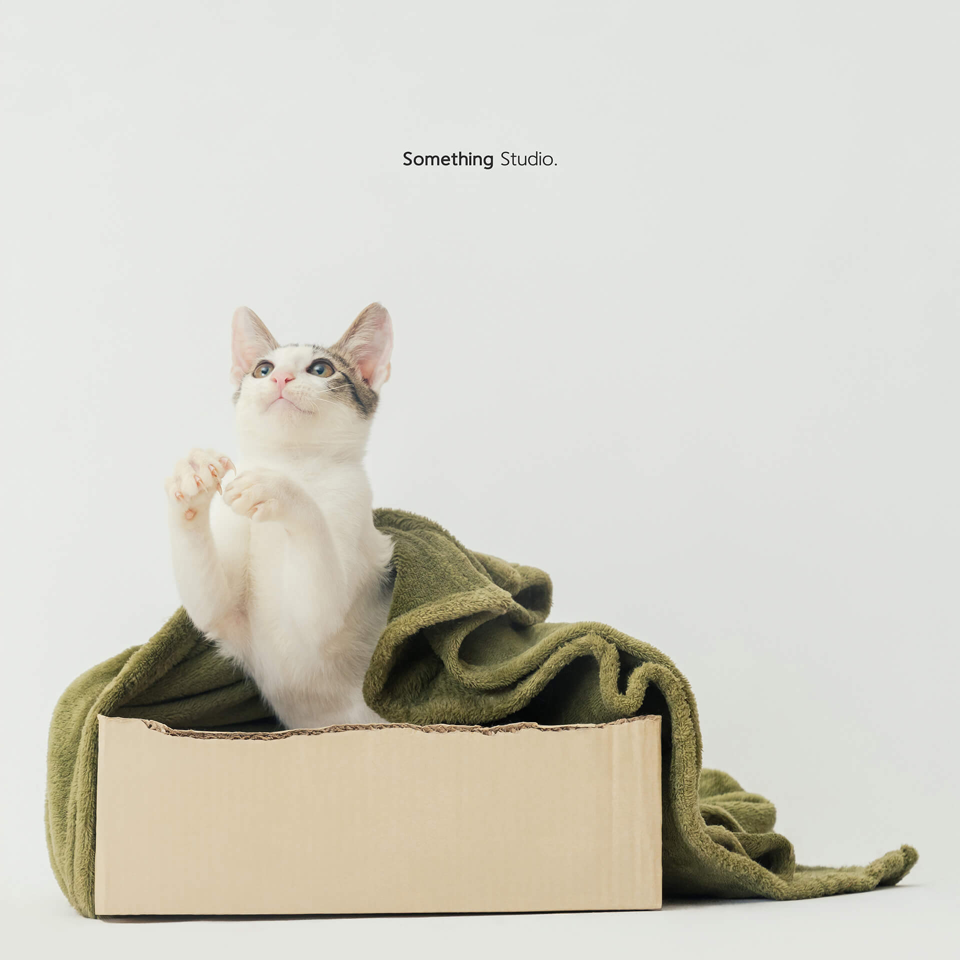 寵物攝影,米克斯,三牲,三牲工作室,somethingstudio,something,待領養,送養,中途攝影,貓,橘貓,賓士,虎斑