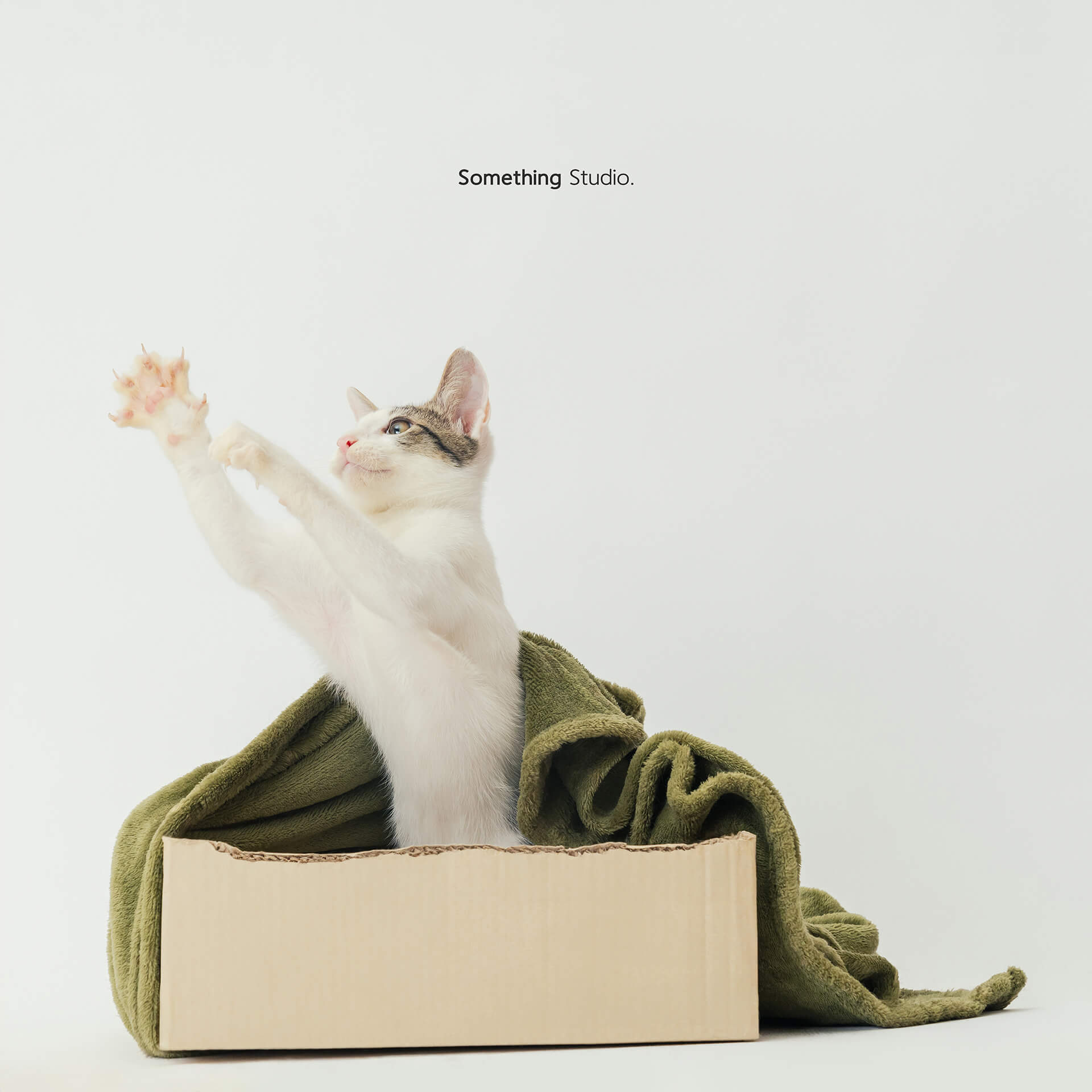 寵物攝影,米克斯,三牲,三牲工作室,somethingstudio,something,待領養,送養,中途攝影,貓,橘貓,賓士,虎斑