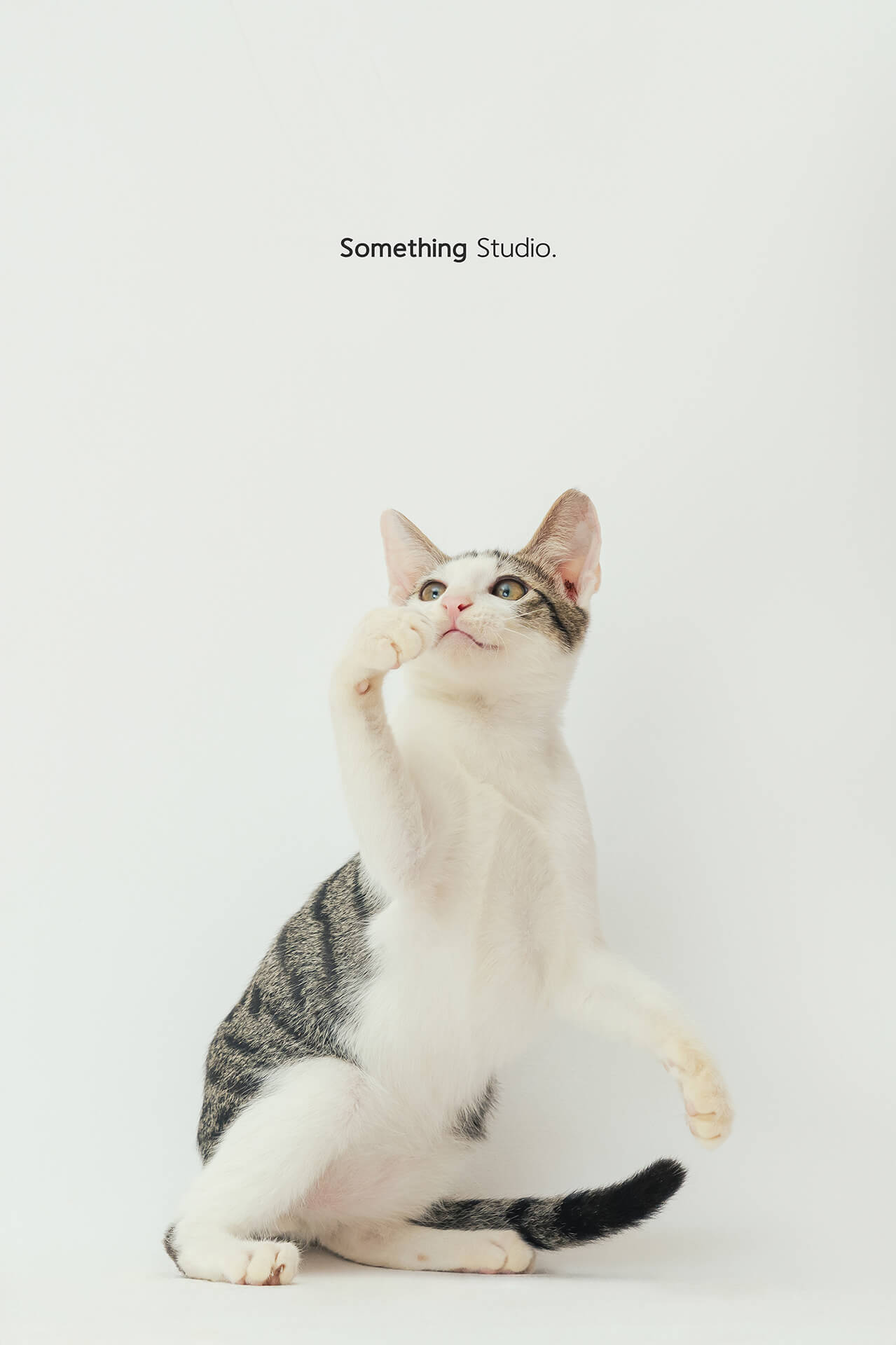 寵物攝影,米克斯,三牲,三牲工作室,somethingstudio,something,待領養,送養,中途攝影,貓,橘貓,賓士,虎斑
