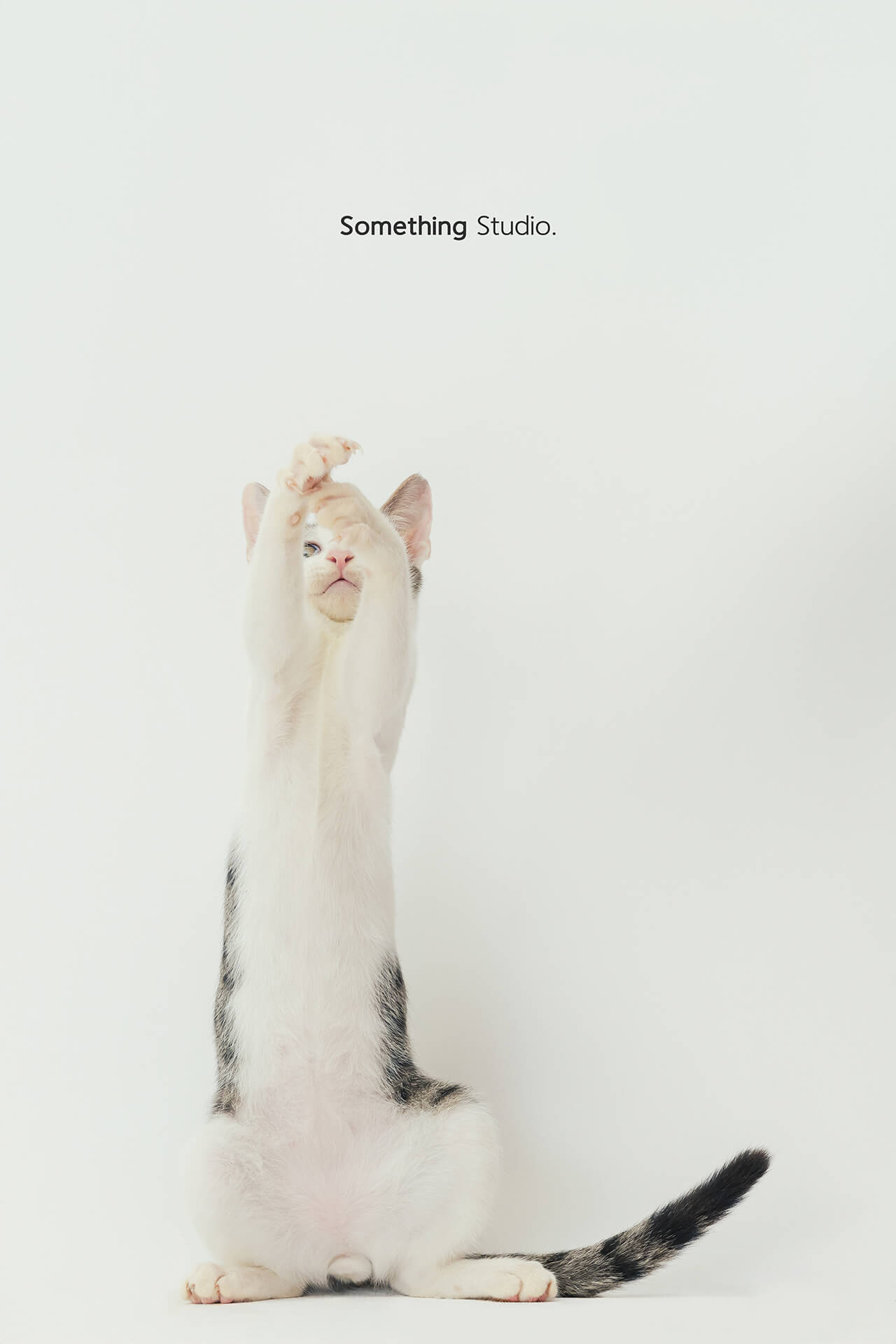 寵物攝影,米克斯,三牲,三牲工作室,somethingstudio,something,待領養,送養,中途攝影,貓,橘貓,賓士,虎斑