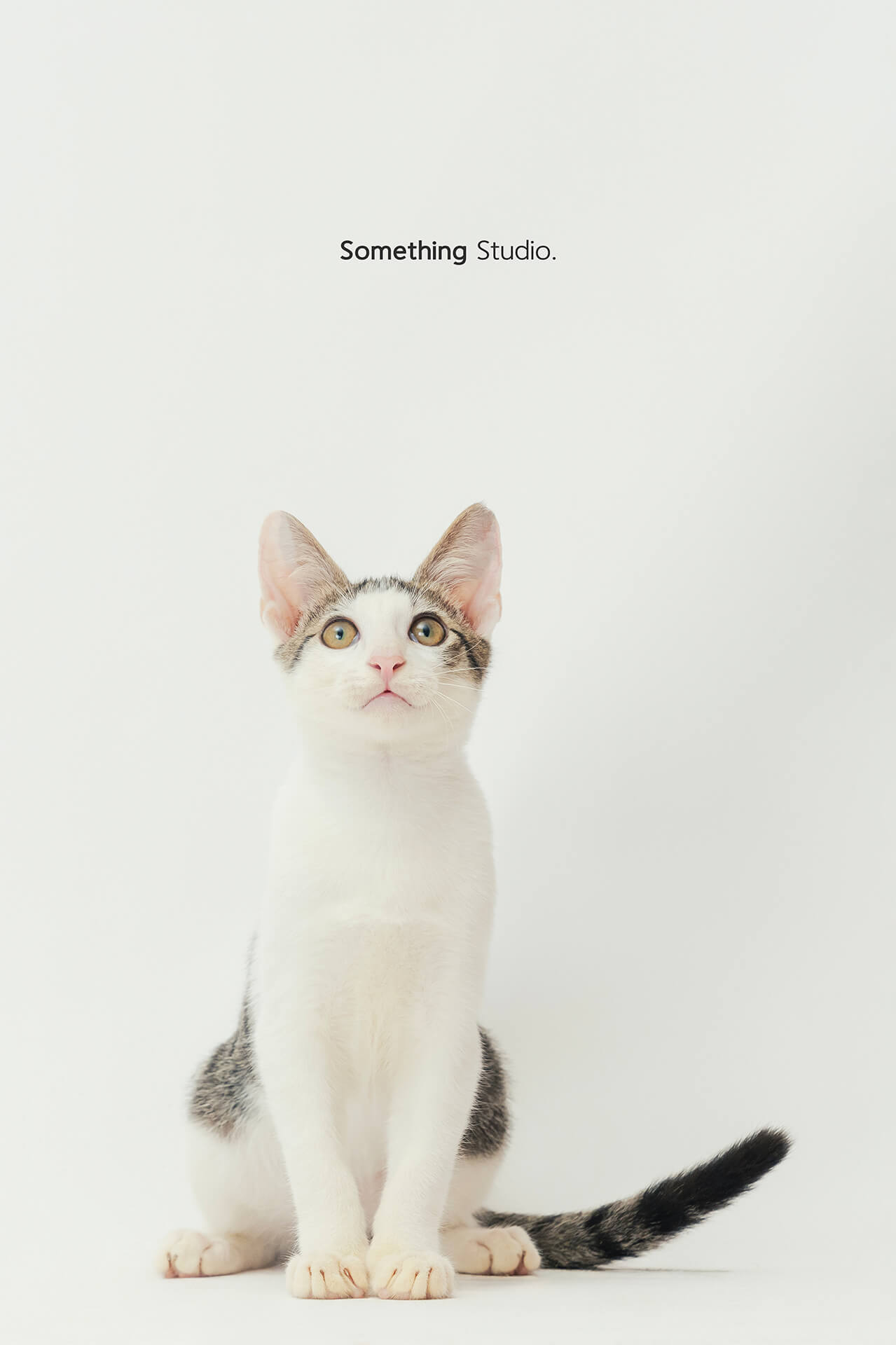 寵物攝影,米克斯,三牲,三牲工作室,somethingstudio,something,待領養,送養,中途攝影,貓,橘貓,賓士,虎斑