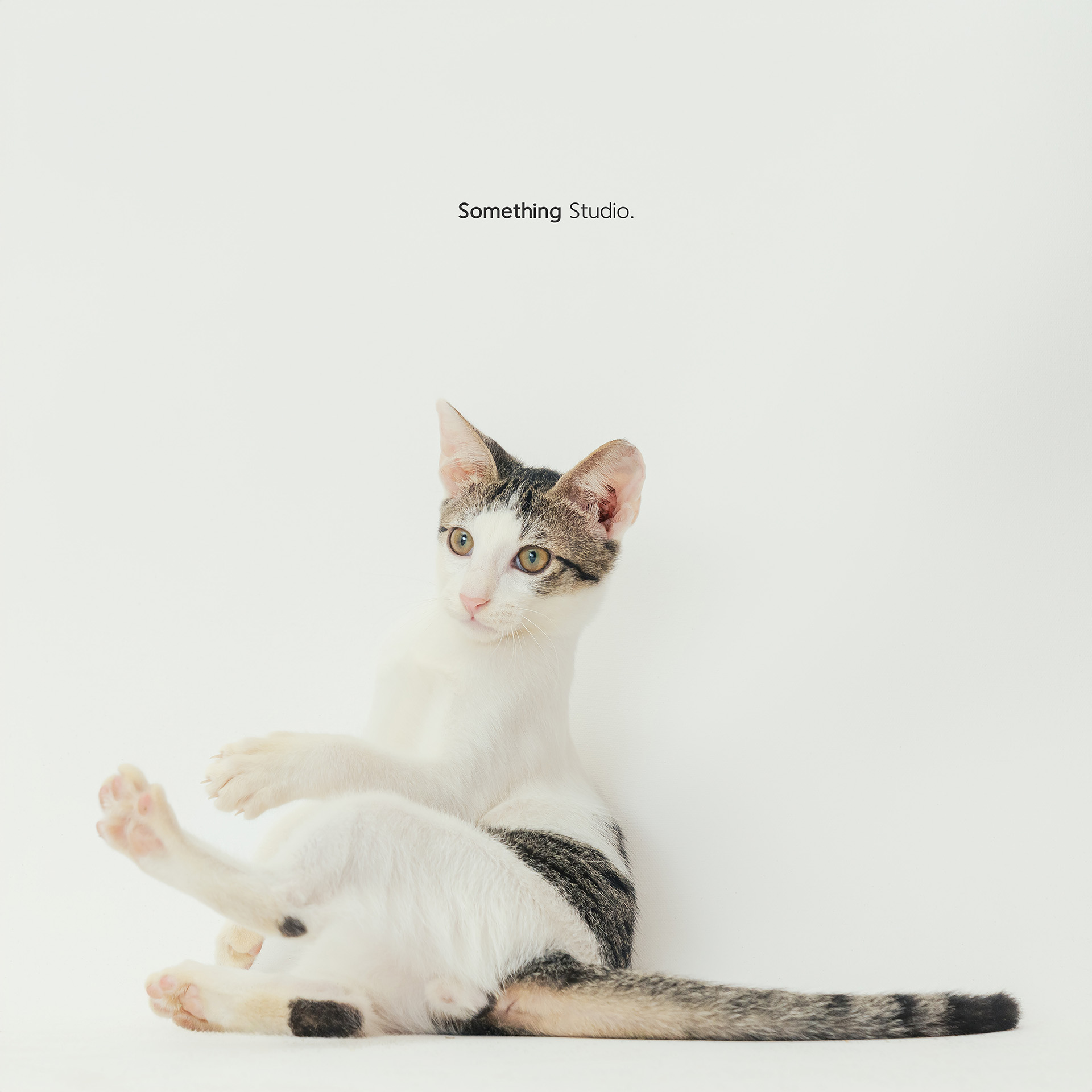 寵物攝影,米克斯,三牲,三牲工作室,somethingstudio,something,待領養,送養,中途攝影,貓,橘貓,賓士,虎斑