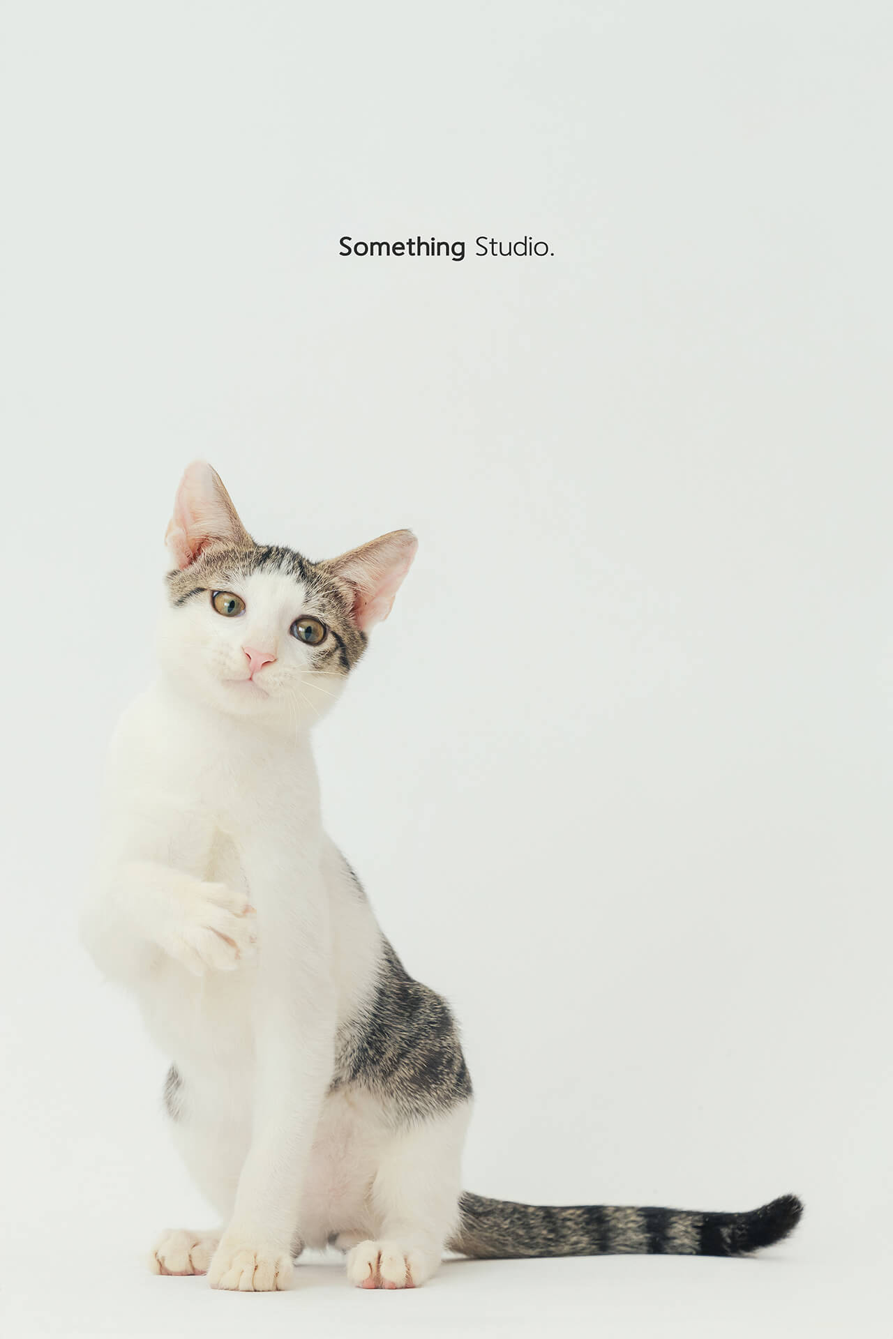 寵物攝影,米克斯,三牲,三牲工作室,somethingstudio,something,待領養,送養,中途攝影,貓,橘貓,賓士,虎斑