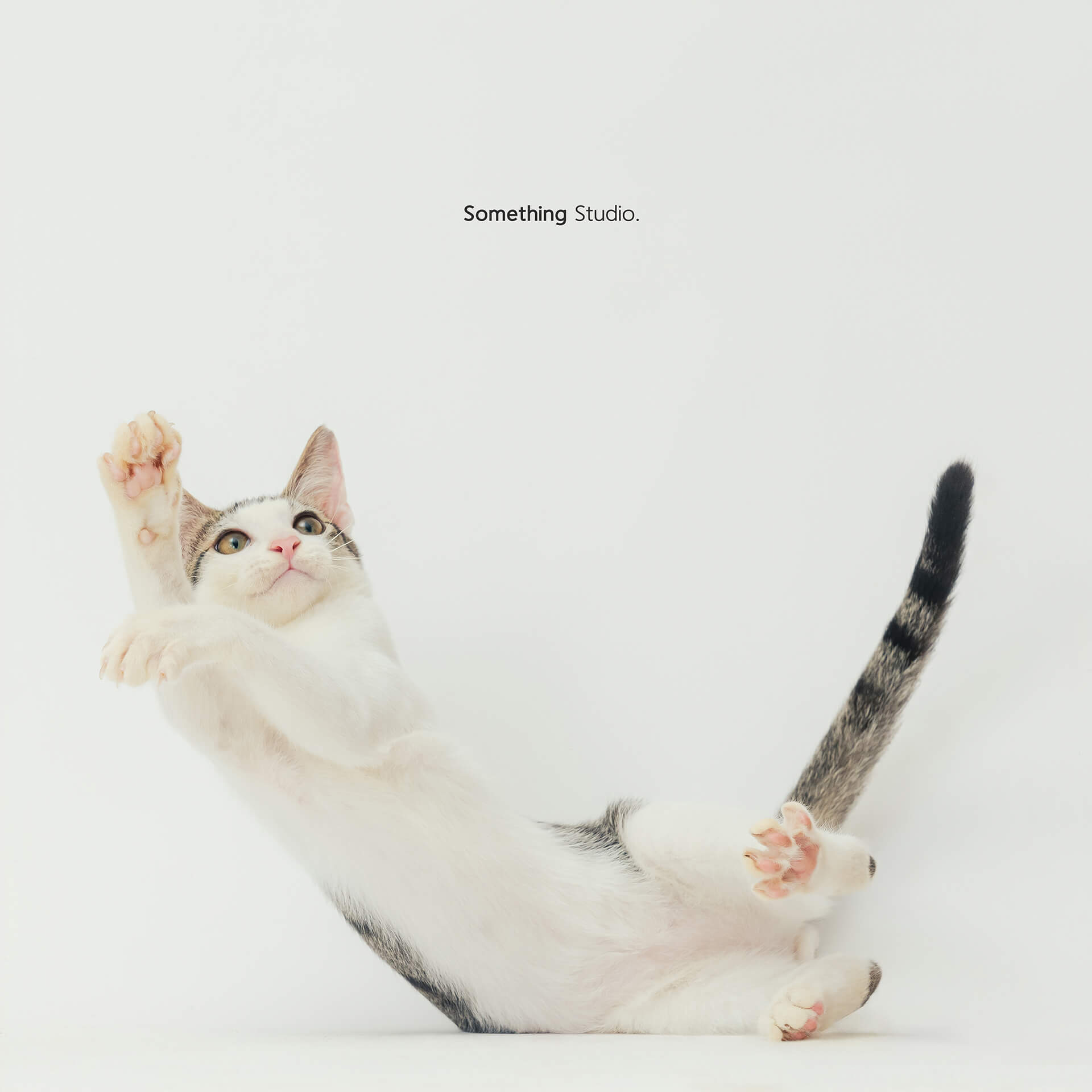 寵物攝影,米克斯,三牲,三牲工作室,somethingstudio,something,待領養,送養,中途攝影,貓,橘貓,賓士,虎斑