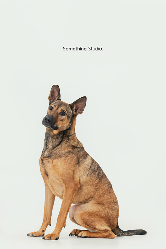 寵物攝影,米克斯,三牲,三牲工作室,somethingstudio,something,待領養,送養,中途攝影,狗,黃狗,