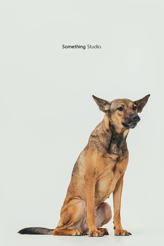 寵物攝影,米克斯,三牲,三牲工作室,somethingstudio,something,待領養,送養,中途攝影,狗,黃狗,