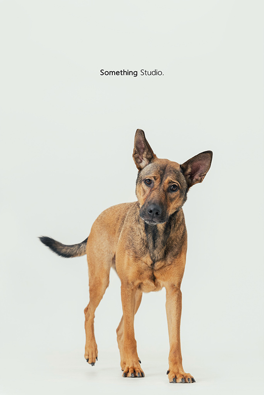 寵物攝影,米克斯,三牲,三牲工作室,somethingstudio,something,待領養,送養,中途攝影,狗,黃狗,