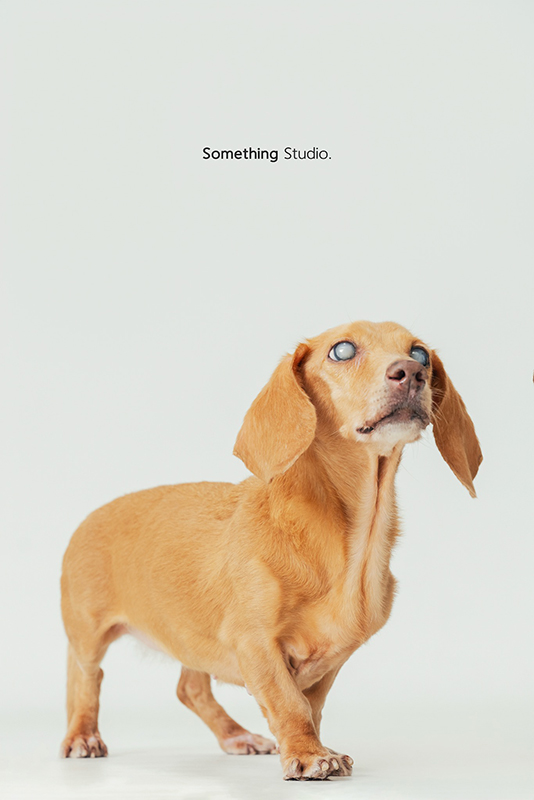寵物攝影,米克斯,三牲,三牲工作室,somethingstudio,something,待領養,送養,中途攝影,狗,臘腸,
