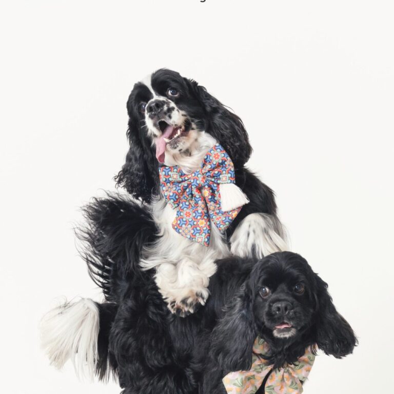 三牲工作室寵物攝影，美國可卡犬棚拍肖像與寵物寫真照片 15