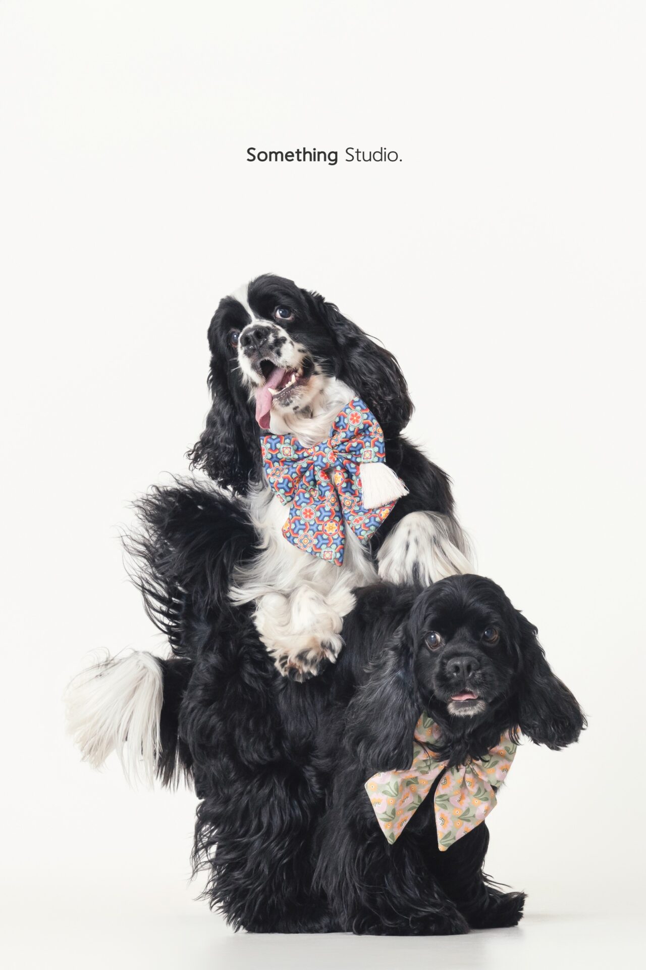 三牲工作室寵物攝影，美國可卡犬棚拍肖像與寵物寫真照片 15