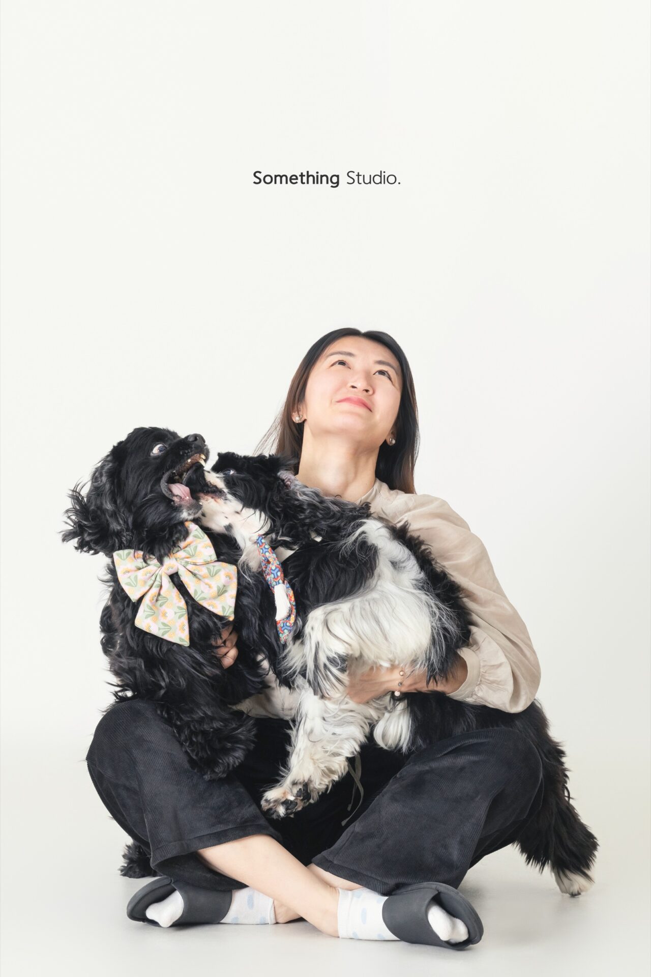 三牲工作室寵物攝影，美國可卡犬棚拍肖像與寵物寫真照片 18