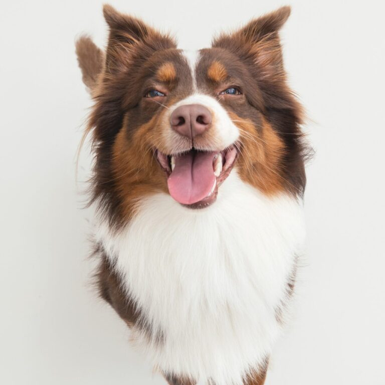 三牲工作室寵物攝影，美國牧羊犬與兔子棚拍肖像與寵物寫真照片 14
