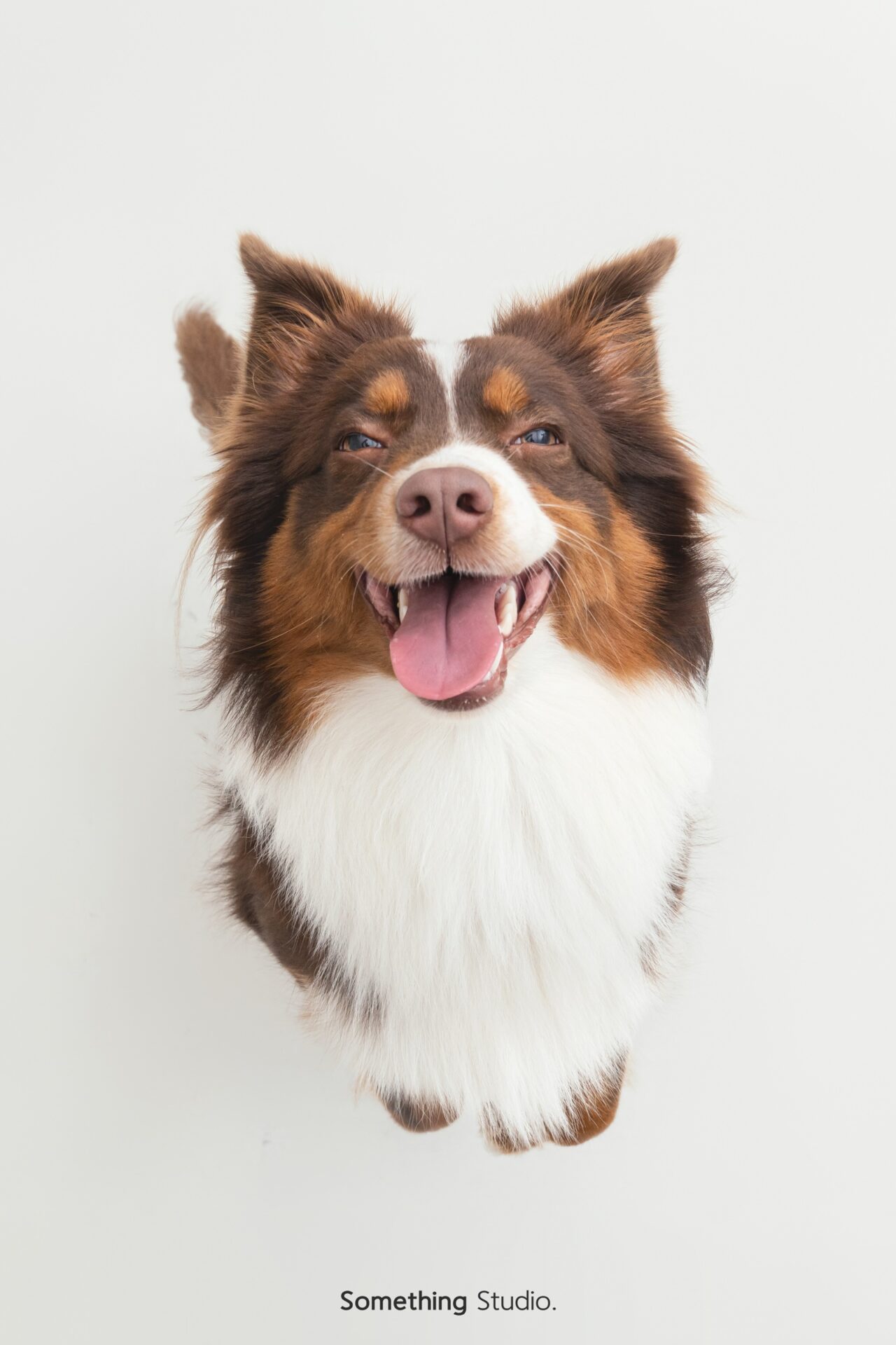 三牲工作室寵物攝影，美國牧羊犬與兔子棚拍肖像與寵物寫真照片 14