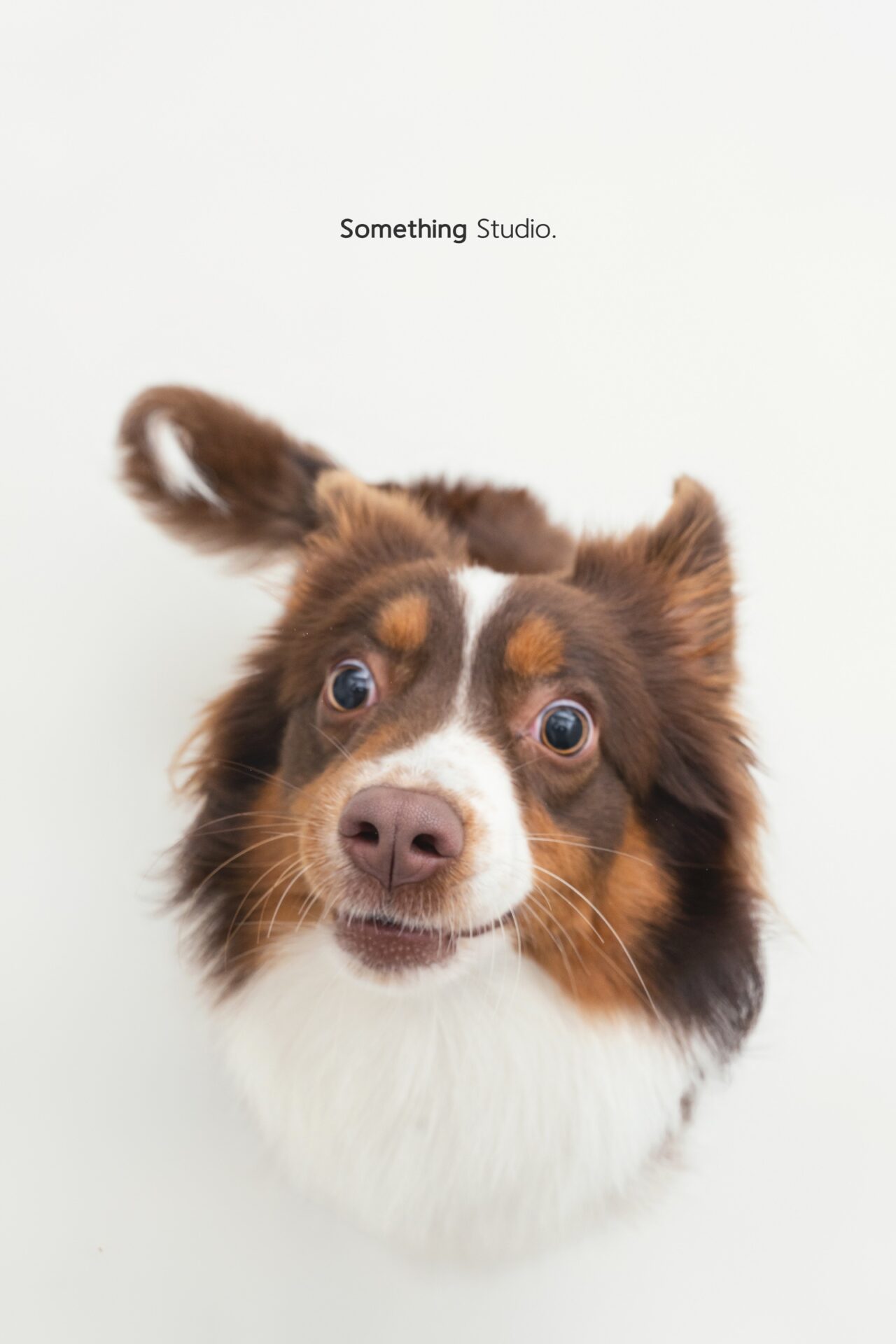 三牲工作室寵物攝影，美國牧羊犬與兔子棚拍肖像與寵物寫真照片 15