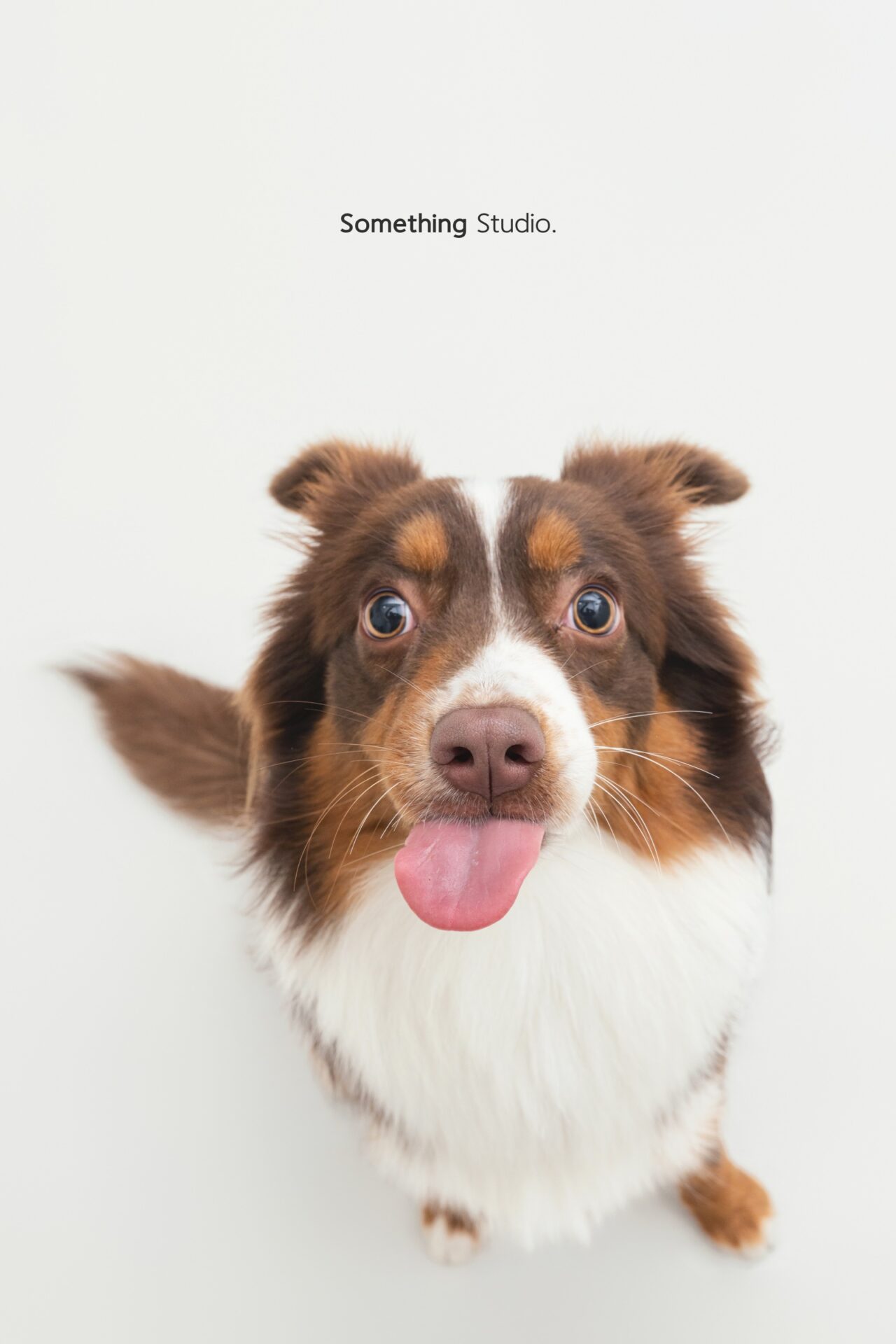 三牲工作室寵物攝影，美國牧羊犬與兔子棚拍肖像與寵物寫真照片 16