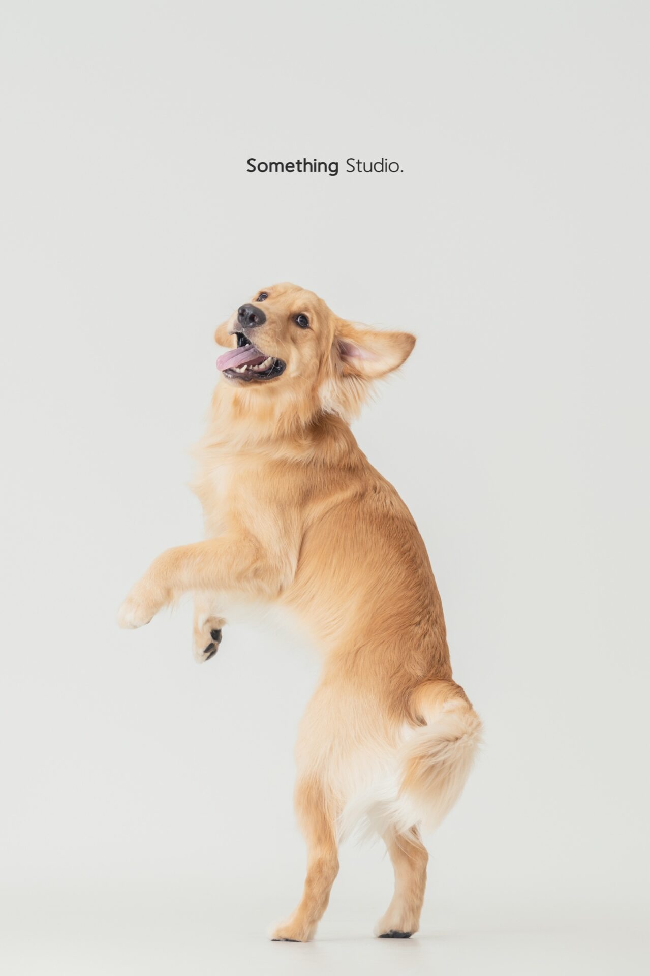 三牲工作室寵物攝影，黃金獵犬棚拍肖像與寵物寫真照片 07