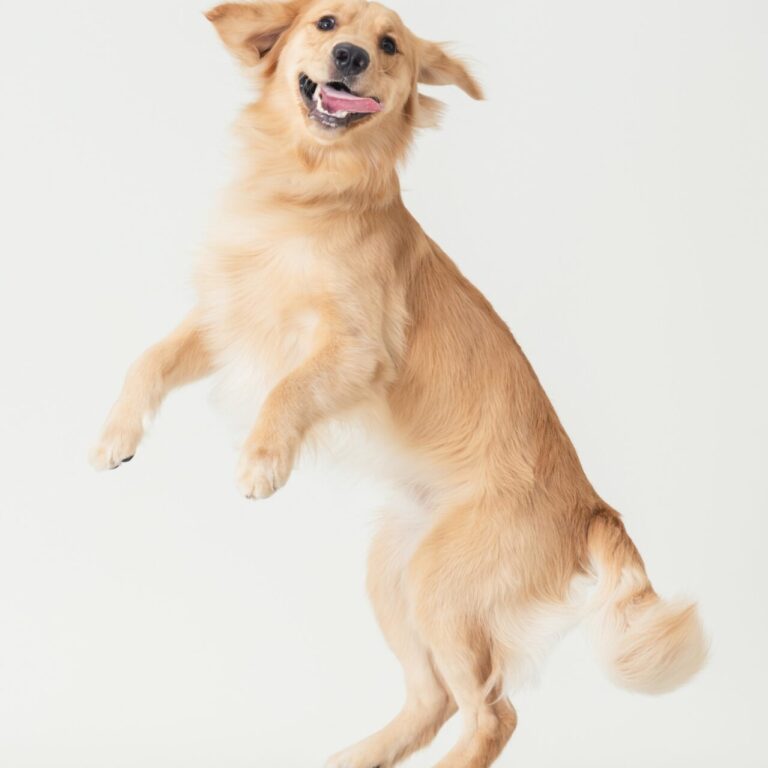三牲工作室寵物攝影，黃金獵犬棚拍肖像與寵物寫真照片 08