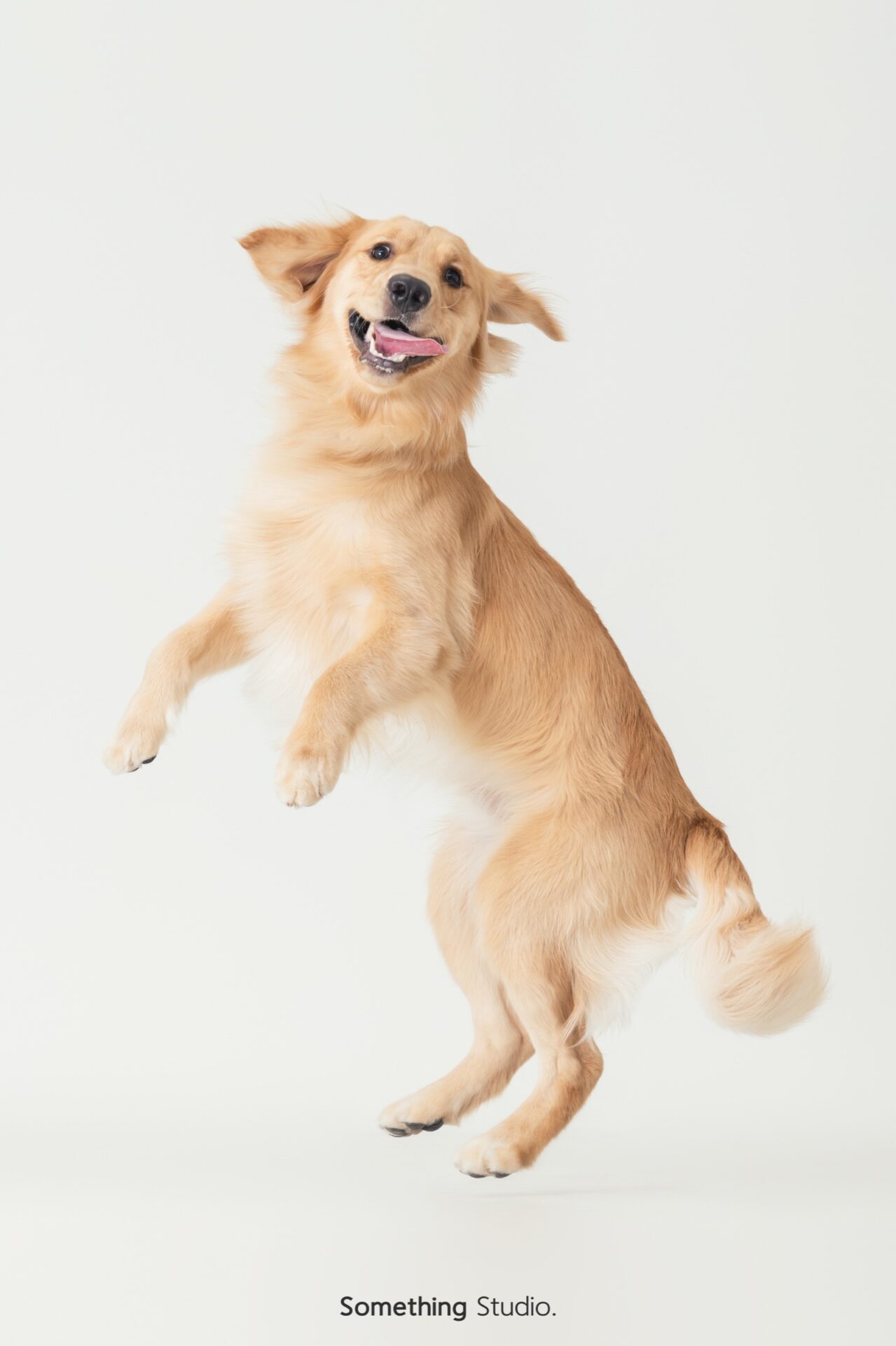 三牲工作室寵物攝影，黃金獵犬棚拍肖像與寵物寫真照片 08