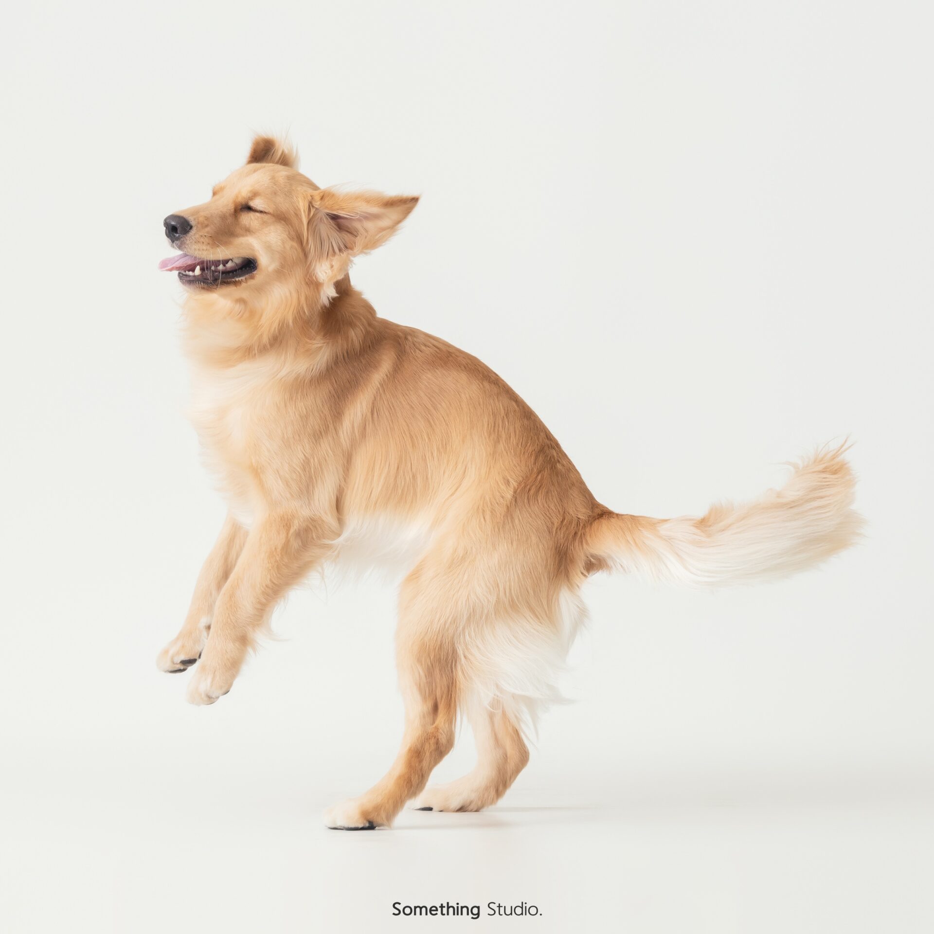 三牲工作室寵物攝影，黃金獵犬棚拍肖像與寵物寫真照片 12