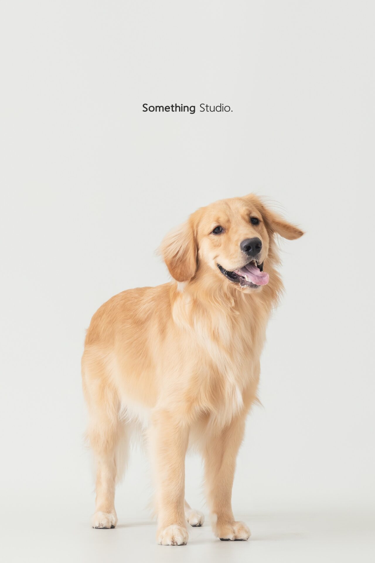 三牲工作室寵物攝影，黃金獵犬棚拍肖像與寵物寫真照片 13