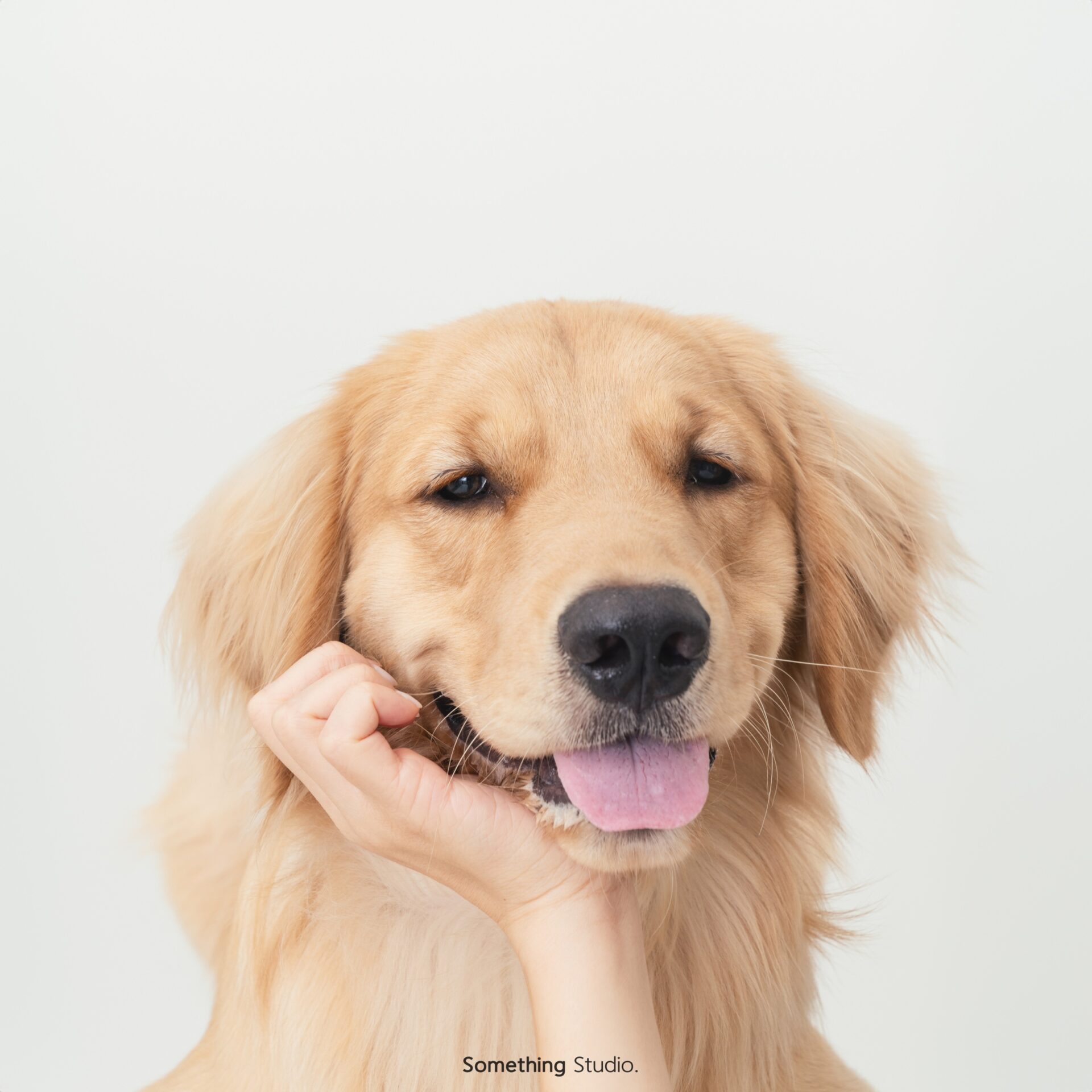 三牲工作室寵物攝影，黃金獵犬棚拍肖像與寵物寫真照片 14
