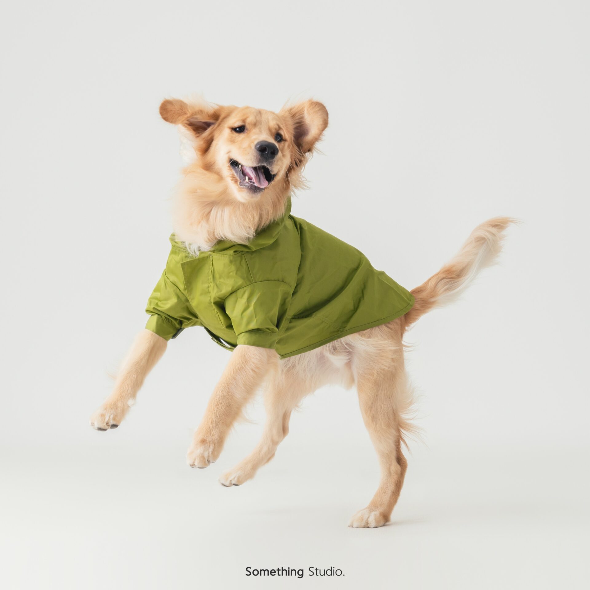 三牲工作室寵物攝影，黃金獵犬棚拍肖像與寵物寫真照片 15