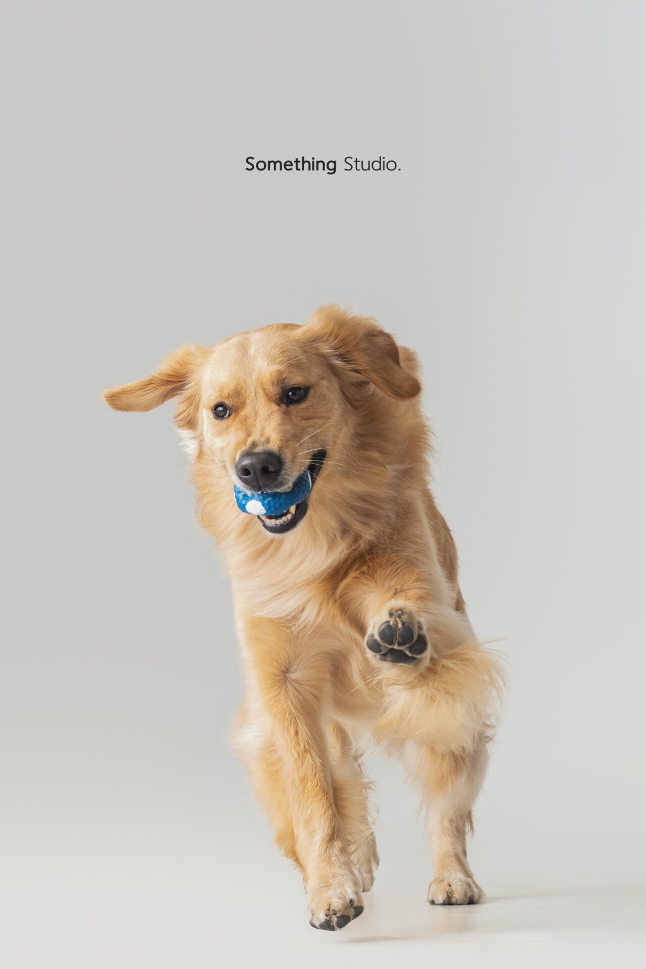 三牲工作室寵物攝影，黃金獵犬棚拍肖像與寵物寫真照片 02