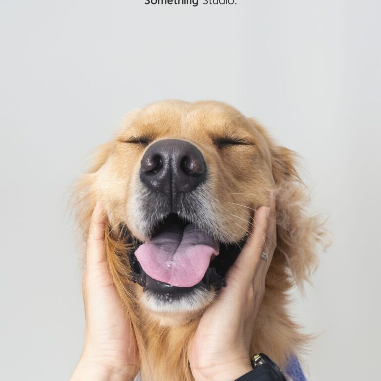 三牲工作室寵物攝影，黃金獵犬棚拍肖像與寵物寫真照片 13