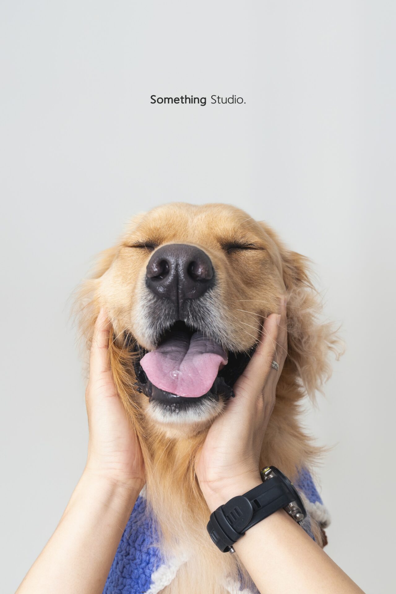 三牲工作室寵物攝影，黃金獵犬棚拍肖像與寵物寫真照片 13