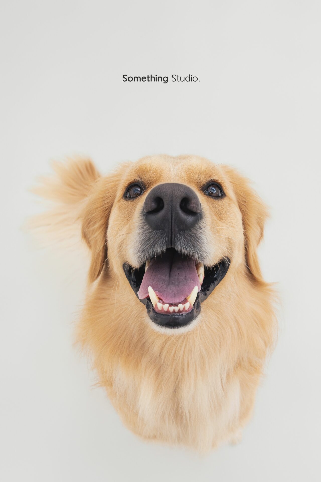 三牲工作室寵物攝影，黃金獵犬棚拍肖像與寵物寫真照片 14