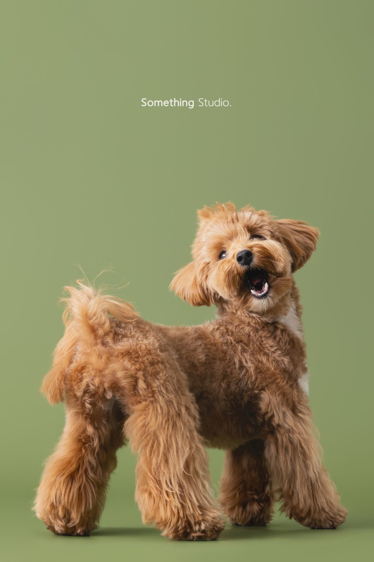 三牲工作室寵物攝影，馬爾泰迪棚拍肖像與寵物寫真照片 08